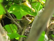 Cabecitanegra común/Hooded Siskin