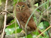 Caburé/Ferruginous Pygmy-Owl Caburé/Ferruginous Pygmy-Owl