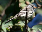 Cachudito pico amarillo/Yellow-billed Tit-Tyrant