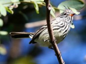 Cachudito pico amarillo/Yellow-billed Tit-Tyrant