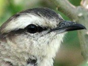 Calandria grande/Chalk-browed Mockingbird