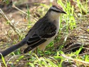 Calandria grande/Chalk-browed Mockingbird