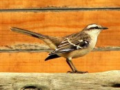 Calandria grande/Chalk-browed Mockingbird