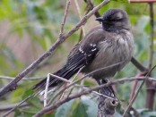 Calandria grande/Chalk-browed Mockingbird