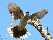Calandria grande/Chalk-browed Mockingbird