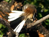 Calandria real/White-banded Mockingbird