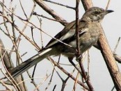 Calandria real/White-banded Mockingbird