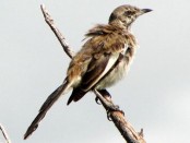 Calandria real/White-banded Mockingbird