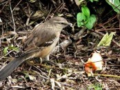 Calandria grande/Chalk-browed Mockingbird