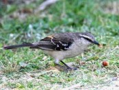 Calandria grande/Chalk-browed Mockingbird