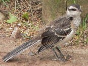 Calandria grande/Chalk-browed Mockingbird