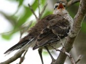 Calandria grande/Chalk-browed Mockingbird