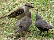 Calandria grande/Chalk-browed Mockingbird