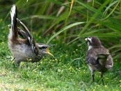 Calandria grande/Chalk-browed Mockingbird