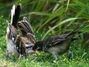 Calandria grande/Chalk-browed Mockingbird