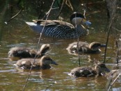 Pato capuchino/Silver Teal