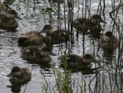 Pato capuchino/Silver Teal