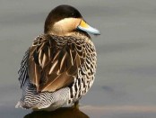 Pato capuchino/Silver Teal