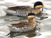 Pato capuchino/Silver Teal