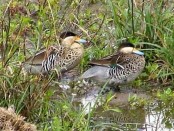 Pato capuchino/Silver Teal
