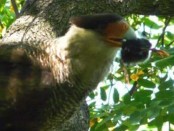 Carancho/Soutern-crested Caracara
