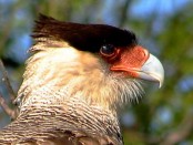 Carancho/Southern-crested Caracara