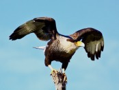 Carancho/Southern-crested Caracara