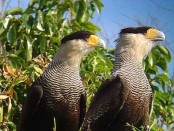 Carancho/Southern-crested Caracara