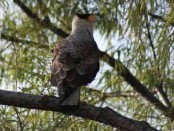 Carancho/Southern-crested Caracara