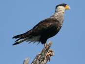 Carancho/Southern-crested Caracara