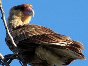 Carancho/Soutern-crested Caracara