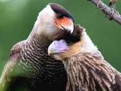 Carancho/Soutern-crested Caracara