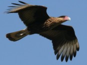 Carancho/Soutern-crested Caracara