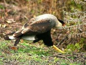 Carancho/Southern-crested Caracara