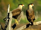 Carancho/Southern-crested Caracara