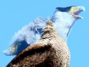 Carancho/Southern-crested Caracara