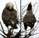 Carancho/Southern-crested Caracara