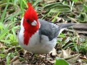 Cardenal común/Red-crested Cardinal Cardenal común/Red-crested Cardinal
