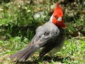 Cardenal común/Red-crested Cardinal Cardenal común/Red-crested Cardinal