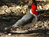 Cardenal común/Red-crested Cardinal Cardenal común/Red-crested Cardinal