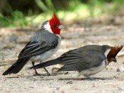 Cardenal común/Red-crested Cardinal Cardenal común/Red-crested Cardinal