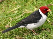 Cardenilla/Yellow-billed Cardinal Cardenilla/Yellow-billed Cardinal