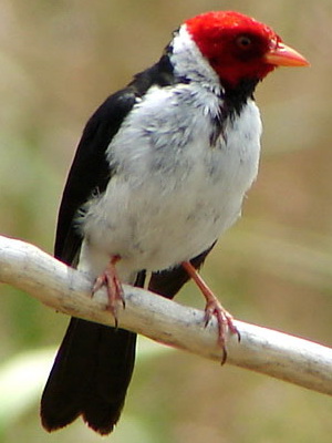 Cardenilla/Yellow-billed Cardinal Cardenilla/Yellow-billed Cardinal