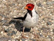 Cardenilla/Yellow-billed Cardinal Cardenilla/Yellow-billed Cardinal