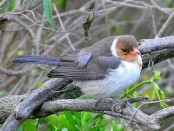 Cardenilla/Yellow-billed Cardinal Cardenilla/Yellow-billed Cardinal
