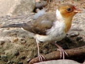 Cardenilla/Yellow-billed Cardinal Cardenilla/Yellow-billed Cardinal