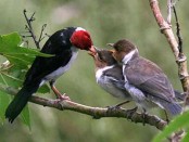 Cardenilla/Yellow-billed Cardinal Cardenilla/Yellow-billed Cardinal