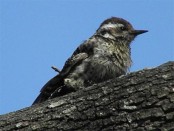 Carpintero bataraz chico/Checkered Woodpecker