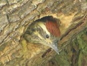 Carpintero bataraz chico/Checkered Woodpecker