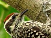 Carpintero bataraz chico/Checkered Woodpecker